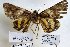  (Catocala solntsevi - 22043-150616-VI)  @13 [ ] Copyright (2017) Robert Borth LepBio, LLC