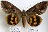  ( - 22055-270516-CL)  @14 [ ] Copyright (2017) Robert Borth LepBio, LLC