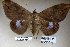  ( - 22061-151115-VI)  @13 [ ] Copyright (2017) Robert Borth LepBio, LLC