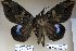  ( - 22063-151115-VI)  @12 [ ] Copyright (2017) Robert Borth LepBio, LLC