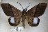  (Ischyja hageni - 22064-151115-VI)  @14 [ ] Copyright (2017) Robert Borth LepBio, LLC