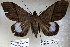  ( - 22065-151115-VI)  @13 [ ] Copyright (2017) Robert Borth LepBio, LLC