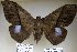  (Ischyja hageni nr - 22066-151215-VI)  @14 [ ] Copyright (2017) Robert Borth LepBio, LLC