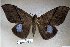  ( - 22067-151215-VI)  @11 [ ] Copyright (2017) Robert Borth LepBio, LLC
