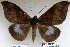 (Ischyja inferna - 22071-150816-VI)  @14 [ ] Copyright (2017) Robert Borth LepBio, LLC