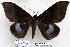  (Ischyja inferna nr - 22073-150716-VI)  @14 [ ] Copyright (2017) Robert Borth LepBio, LLC