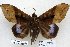  ( - 22075-151016-IE)  @14 [ ] Copyright (2017) Robert Borth LepBio, LLC