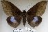  ( - 22076-150716-VI)  @15 [ ] Copyright (2017) Robert Borth LepBio, LLC