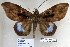  ( - 22077-150416-VI)  @14 [ ] Copyright (2017) Robert Borth LepBio, LLC