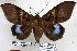  (Ischyja manlioides - 22079-150116-VI)  @14 [ ] Copyright (2017) Robert Borth LepBio, LLC