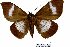 ( - 22082-150699-CM)  @12 [ ] Copyright (2017) Robert Borth LepBio, LLC