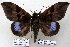  ( - 22083-150716-VI)  @14 [ ] Copyright (2017) Robert Borth LepBio, LLC