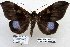  (Ischyja paraplesius - 22084-150116-VI)  @15 [ ] Copyright (2017) Robert Borth LepBio, LLC