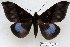 ( - 22085-150116-VI)  @14 [ ] Copyright (2017) Robert Borth LepBio, LLC