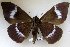  (Ischyja RJB 1 - 22086-000000-SU)  @13 [ ] Copyright (2017) Robert Borth LepBio, LLC