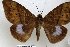  (Ischyja RJB 5 - 22087-150616-CM)  @11 [ ] Copyright (2017) Robert Borth LepBio, LLC