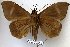  (Ischyja subreducta - 22088-010499-ML)  @11 [ ] Copyright (2017) Robert Borth LepBio, LLC
