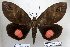  (Tritesia - 22093-010216-VE)  @14 [ ] Copyright (2017) Robert Borth LepBio, LLC