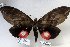  ( - 22094-150616-VI)  @13 [ ] Copyright (2017) Robert Borth LepBio, LLC