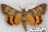 ( - 22114-080618-TX)  @14 [ ] Copyright (2018) Robert Borth LepBio, LLC