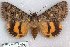  ( - 22119-180618-CA)  @11 [ ] Copyright (2018) Robert Borth LepBio, LLC