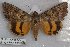  ( - 22120-180618-CA)  @11 [ ] Copyright (2018) Robert Borth LepBio, LLC