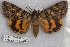  ( - 22121-180618-CA)  @11 [ ] Copyright (2018) Robert Borth LepBio, LLC