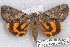  ( - 22122-040618-MO)  @11 [ ] Copyright (2018) Robert Borth LepBio, LLC