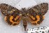  ( - 22123-040618-MO)  @11 [ ] Copyright (2018) Robert Borth LepBio, LLC
