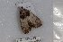  ( - 22124-030618-MO)  @11 [ ] Copyright (2018) Robert Borth LepBio, LLC