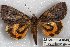  ( - 22126-130418-FL)  @13 [ ] Copyright (2018) Robert Borth LepBio, LLC