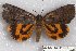  ( - 22127-130418-FL)  @13 [ ] Copyright (2018) Robert Borth LepBio, LLC
