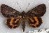  ( - 22128-130418-FL)  @13 [ ] Copyright (2018) Robert Borth LepBio, LLC