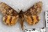  (Catocala benjamini RJB - 22129-010613-AZ)  @11 [ ] Copyright (2018) Robert Borth LepBio, LLC