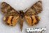  ( - 22130-160717-CA)  @11 [ ] Copyright (2018) Robert Borth LepBio, LLC