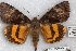  (Catocala ixion - 22131-120910-MX)  @11 [ ] Copyright (2018) Robert Borth LepBio, LLC