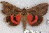  ( - 22134-280712MR)  @11 [ ] Copyright (2018) Robert Borth LepBio, LLC