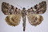  (Catocala miyagawaz - 22139-250517-VI)  @13 [ ] Copyright (2018) Robert Borth LepBio, LLC