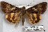  ( - 22140-260517-ID)  @11 [ ] Copyright (2018) Katsumi Ishizuka no