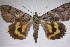  (Catocala shirakawai - 22141-290778-BH)  @11 [ ] Copyright (2018) Robert Borth LepBio, LLC