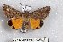  ( - 22143-050518-KA)  @11 [ ] Copyright (2018) Robert Borth LepBio, LLC