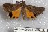  ( - 22144-260417-KA)  @11 [ ] Copyright (2018) Robert Borth LepBio, LLC