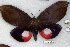  ( - 22147-150916-SO)  @11 [ ] Copyright (2018) Robert Borth LepBio, LLC