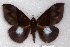  ( - 22152-150916-SO)  @13 [ ] Copyright (2018) Robert Borth LepBio, LLC