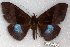  (Ischyja RJB9 - 22153-150916-SO)  @11 [ ] Copyright (2018) Robert Borth LepBio, LLC