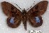  ( - 22154-150916-SO)  @11 [ ] Copyright (2018) Robert Borth LepBio, LLC