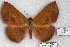  (Hypopyra RJB1 - 22165-241010-AF)  @11 [ ] Copyright (2018) Robert Borth LepBio, LLC