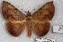  (Hypopyra RJB2 - 22166-101209-AF)  @11 [ ] Copyright (2018) Robert Borth LepBio, LLC