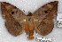  (Hypopyra pudens - 22167-150716-VI)  @13 [ ] Copyright (2018) Robert Borth LepBio, LLC