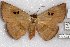  (Hypopyra pallidgera - 22168-150116-VI)  @11 [ ] Copyright (2018) Robert Borth LepBio, LLC